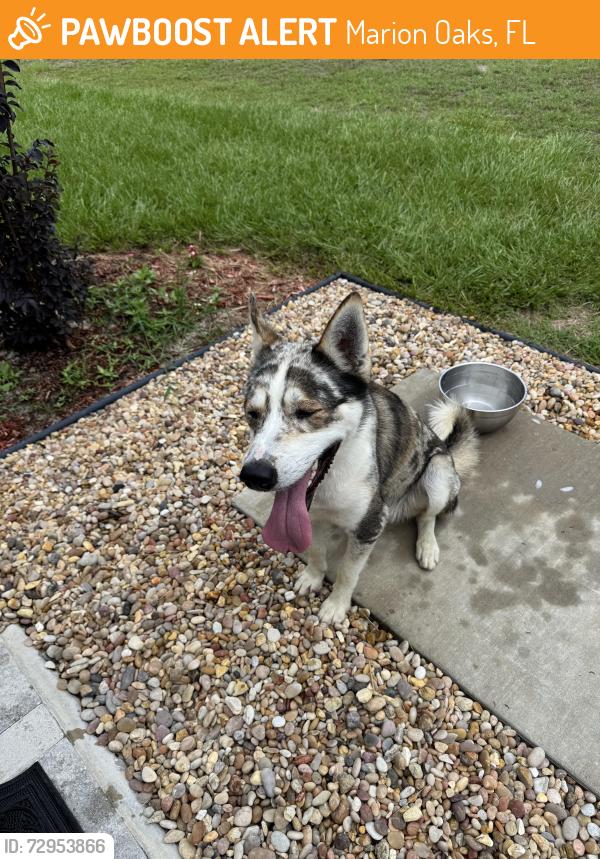 Found/Stray Male Dog last seen Sw 25Th circle , Marion Oaks, FL 34473