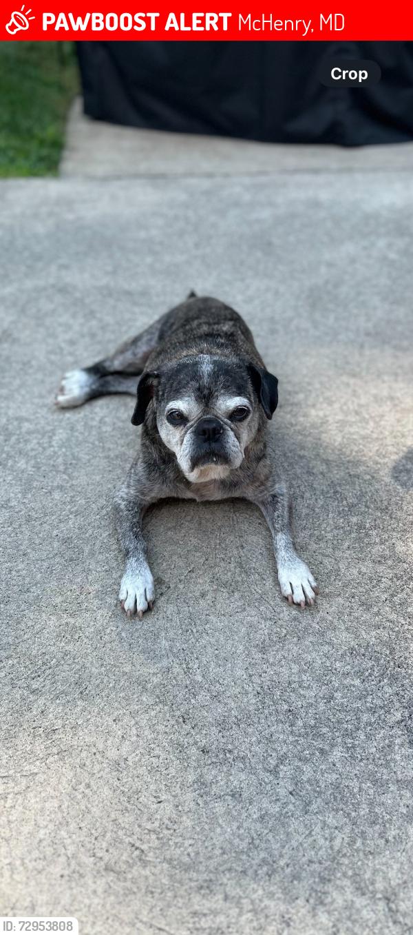 Lost Female Dog last seen Pyssell Road ( Up the hill behind Bear creek, Shop N Save, Perkins), McHenry, MD 21541