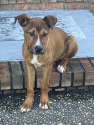 Found/Stray Female Dog last seen Texar Dr and Marcus Dr, Pensacola, FL 32503