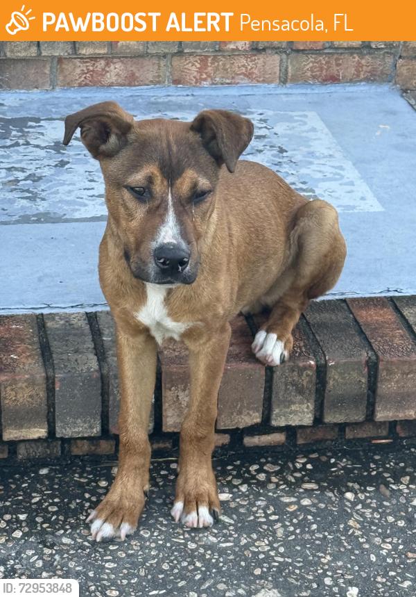 Found/Stray Female Dog last seen Texar Dr and Marcus Dr, Pensacola, FL 32503