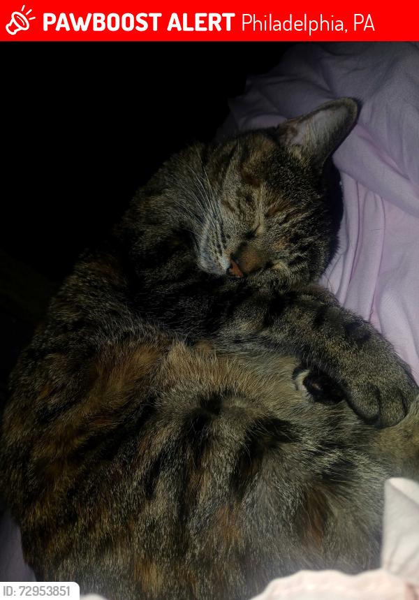 Lost Female Cat last seen Hacock n york 19133, Philadelphia, PA 19133