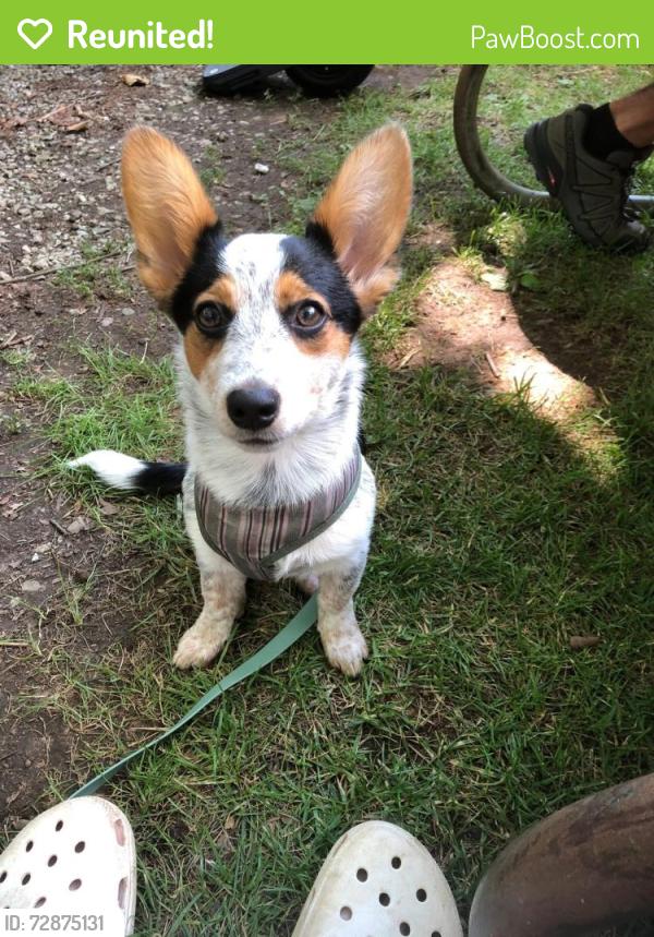 Reunited Female Dog last seen Franklin Trenton Road, Franklin, OH 45005