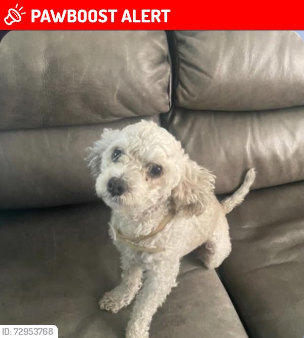 Lost Male Dog last seen S Herbert Ave & Whittier Blvd 90023, Los Angeles County, CA 90023