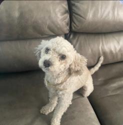 Lost Male Dog last seen S Herbert Ave & Whittier Blvd 90023, Los Angeles County, CA 90023
