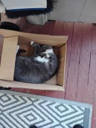 Lost Male Cat last seen East Main near Dalton garage, Dalton, PA 18414