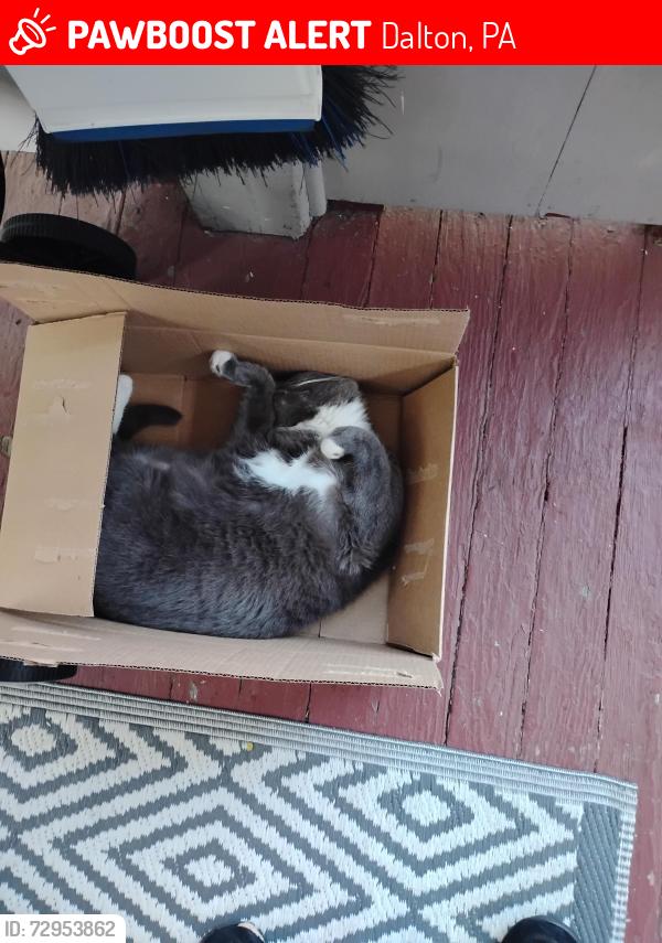 Lost Male Cat last seen East Main near Dalton garage, Dalton, PA 18414
