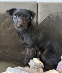 Found/Stray Male Dog last seen Behind closed mall , Orange, CA 92865