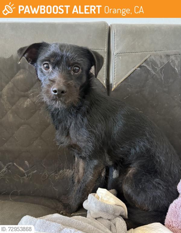 Found/Stray Male Dog last seen Behind closed mall , Orange, CA 92865