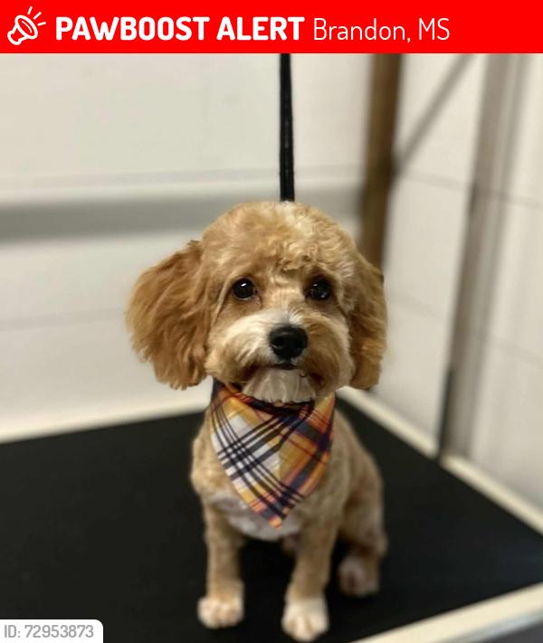 Lost Male Dog last seen Hwy 471 Brandon ms, Brandon, MS 39042