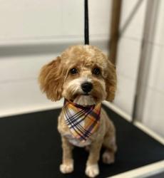 Lost Male Dog last seen Hwy 471 Brandon ms, Brandon, MS 39042