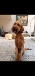 Reunited Male Dog last seen Klahanie, Issaquah, WA 98029