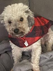 Reunited Male Dog last seen Near Best Buy Market, Lemoore, CA 93245