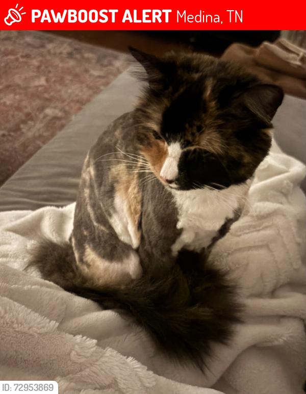 Lost Female Cat last seen Summerfield neighborhood, she likes to go into the storm drains , Medina, TN 38355