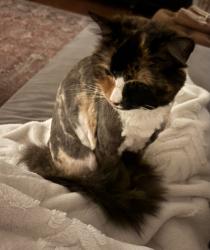 Lost Female Cat last seen Summerfield neighborhood, she likes to go into the storm drains , Medina, TN 38355