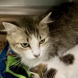 Shelter Stray Female Cat last seen WILL MURPHY RD, UMATILLA, Deer Island, FL 32778
