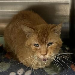 Shelter Stray Male Cat last seen CHESTNUT LN, SORRENTO, Deer Island, FL 32778
