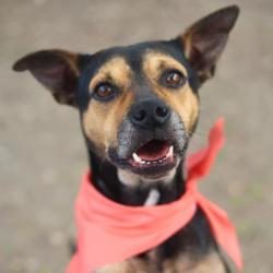 Shelter Stray Female Dog last seen Near BLOCK OF PETTUS ST, San Antonio, TX 78227