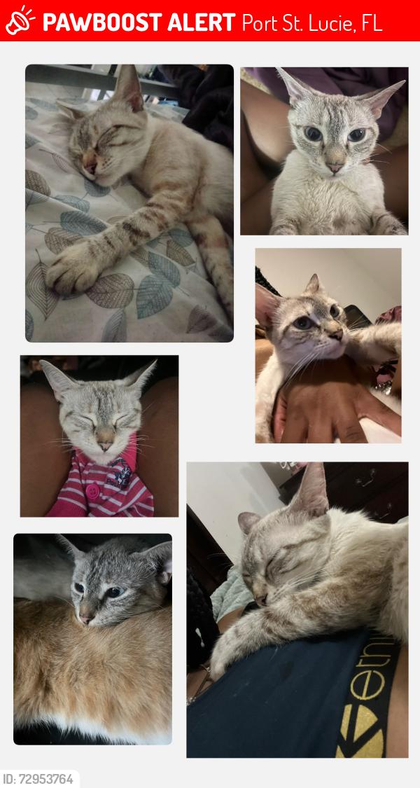 Lost Female Cat last seen Sw hogan st, Port St. Lucie, FL 34983