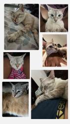 Lost Female Cat last seen Sw hogan st, Port St. Lucie, FL 34983