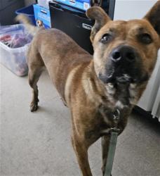 Shelter Stray Male Dog last seen Near BLOCK MC CORD AVE, BAKERSFIELD CA 93308, Bakersfield, CA 93308
