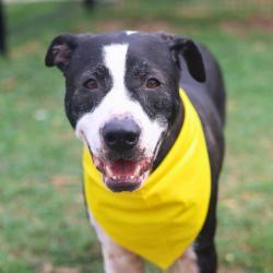 Shelter Stray Female Dog last seen Near BLOCK H ST, San Antonio, TX 78227