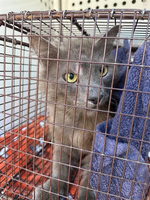Shelter Stray Male Cat last seen SUNVIEW WAY/2ND ST, 95673, Sacramento, CA 95827