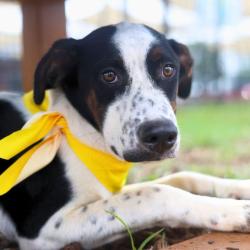 Shelter Stray Male Dog last seen Near BLOCK PLEASANTON RD, San Antonio, TX 78227