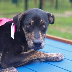 Shelter Stray Female Dog last seen Near BLOCK PLEASANTON RD, San Antonio, TX 78227