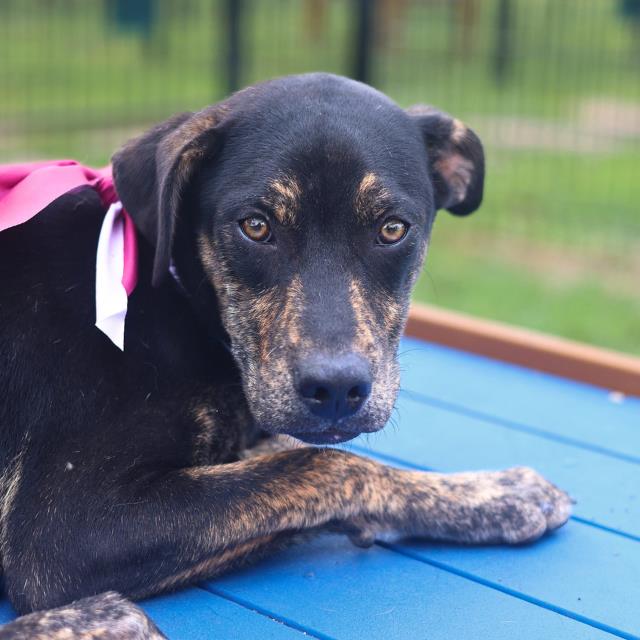 Shelter Stray Female Dog last seen Near BLOCK PLEASANTON RD, San Antonio, TX 78227
