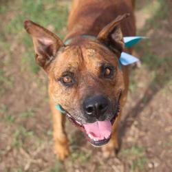 Shelter Stray Male Dog last seen Near BLOCK PLEASANTON RD, San Antonio, TX 78227