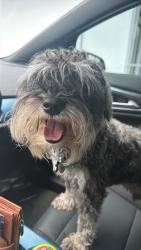 Found/Stray Male Dog last seen Near SW 115th Ace, Goulds, FL 33170