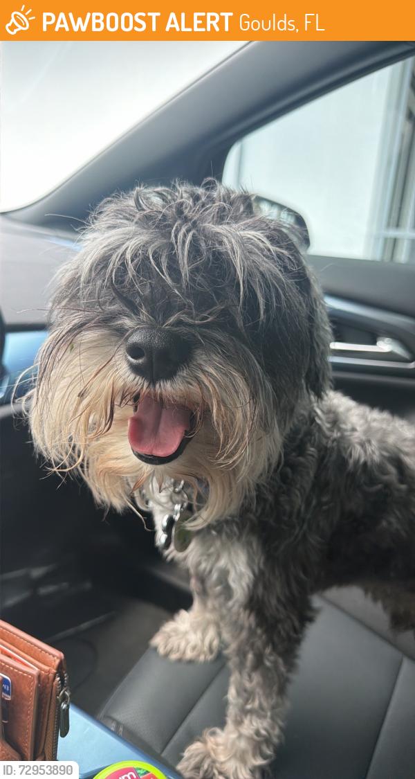 Found/Stray Male Dog last seen Near SW 115th Ace, Goulds, FL 33170