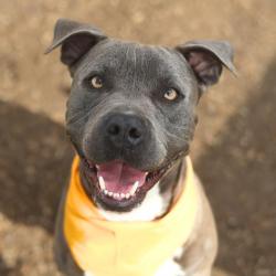 Shelter Stray Male Dog last seen Near BLOCK ALAMO BLANCO ST, San Antonio, TX 78227