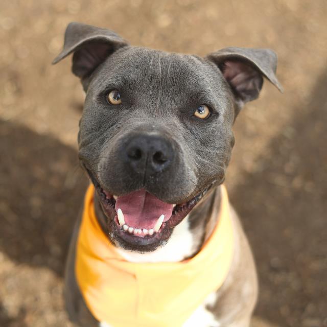 Shelter Stray Male Dog last seen Near BLOCK ALAMO BLANCO ST, San Antonio, TX 78227