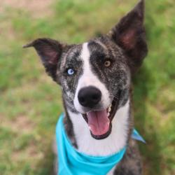Shelter Stray Male Dog last seen Near BLOCK BANDERA RD, San Antonio, TX 78227