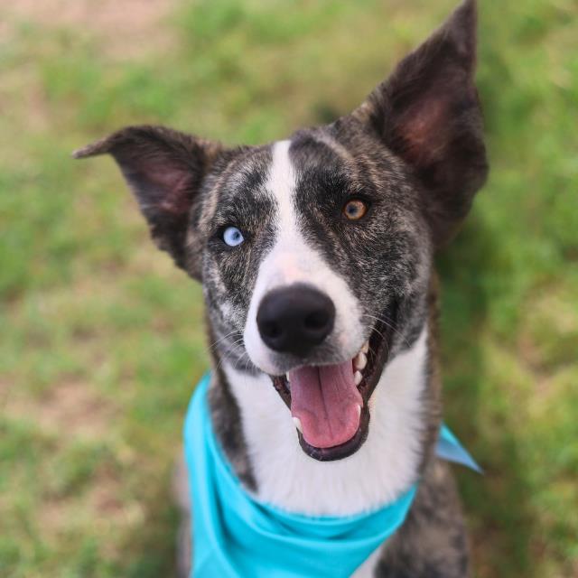 Shelter Stray Male Dog last seen Near BLOCK BANDERA RD, San Antonio, TX 78227