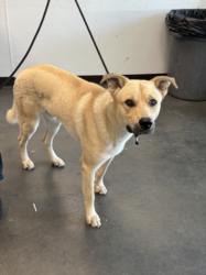 Shelter Stray Male Dog last seen , Chatsworth, CA 91311