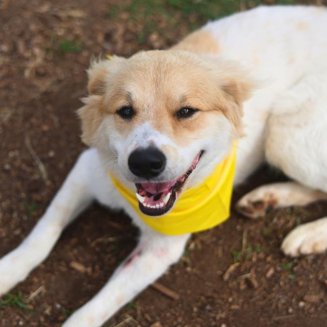 Shelter Stray Male Dog last seen Near BLOCK W COMMERCE ST, San Antonio, TX 78227