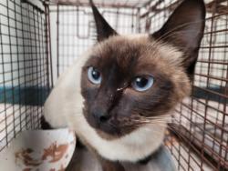 Shelter Stray Female Cat last seen , Los Angeles, CA 90031
