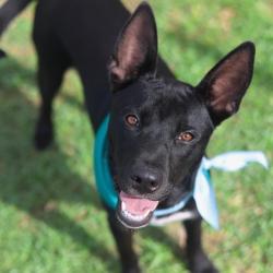 Shelter Stray Male Dog last seen GUNSMOKE, San Antonio, TX 78227