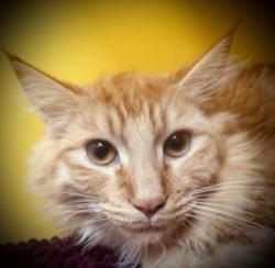 Shelter Stray Male Cat last seen , Los Angeles, CA 90031