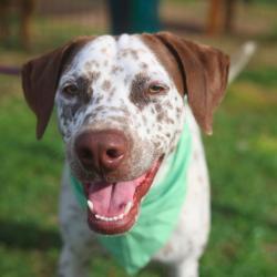 Shelter Stray Male Dog last seen Near BLOCK POTRANCO, San Antonio, TX 78227