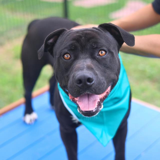 Shelter Stray Male Dog last seen Near BLOCK ASTLE LAKE, San Antonio, TX 78227