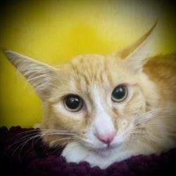 Shelter Stray Male Cat last seen , Los Angeles, CA 90031