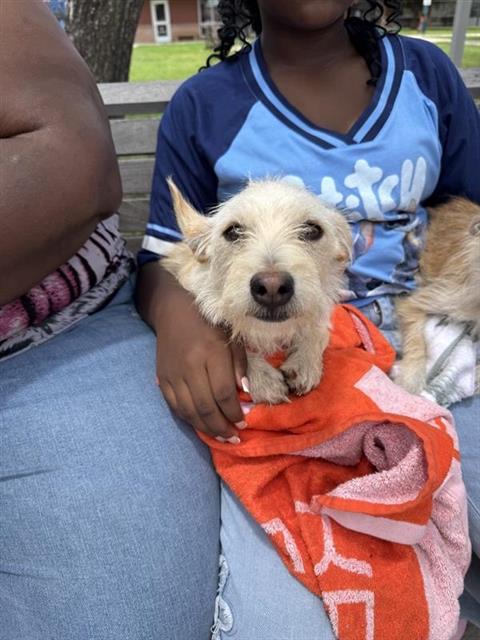 Shelter Stray Male Dog last seen GAS STATION NEAR YAUPOM RANCH, San Antonio, TX 78227