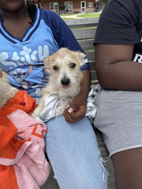 Shelter Stray Female Dog last seen GAS STATION NEAR YAUPOM RANCH, San Antonio, TX 78227
