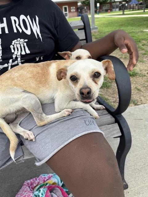Shelter Stray Male Dog last seen GAS STATION NEAR YAUPOM RANCH, San Antonio, TX 78227