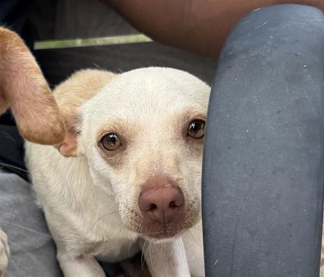 Shelter Stray Male Dog last seen GAS STATION NEAR YAUPOM RANCH, San Antonio, TX 78227