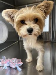 Shelter Stray Male Dog last seen SANTA VICTORIA RD AND SANTA CAROLINA, Chula Vista, CA 91911