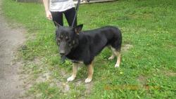 Shelter Stray Male Dog last seen Near , Indianapolis, IN 46221